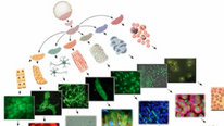 Icon for: Stem cell microencapsulation for scalable bioprocessing